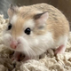 Close-up of tan hamster